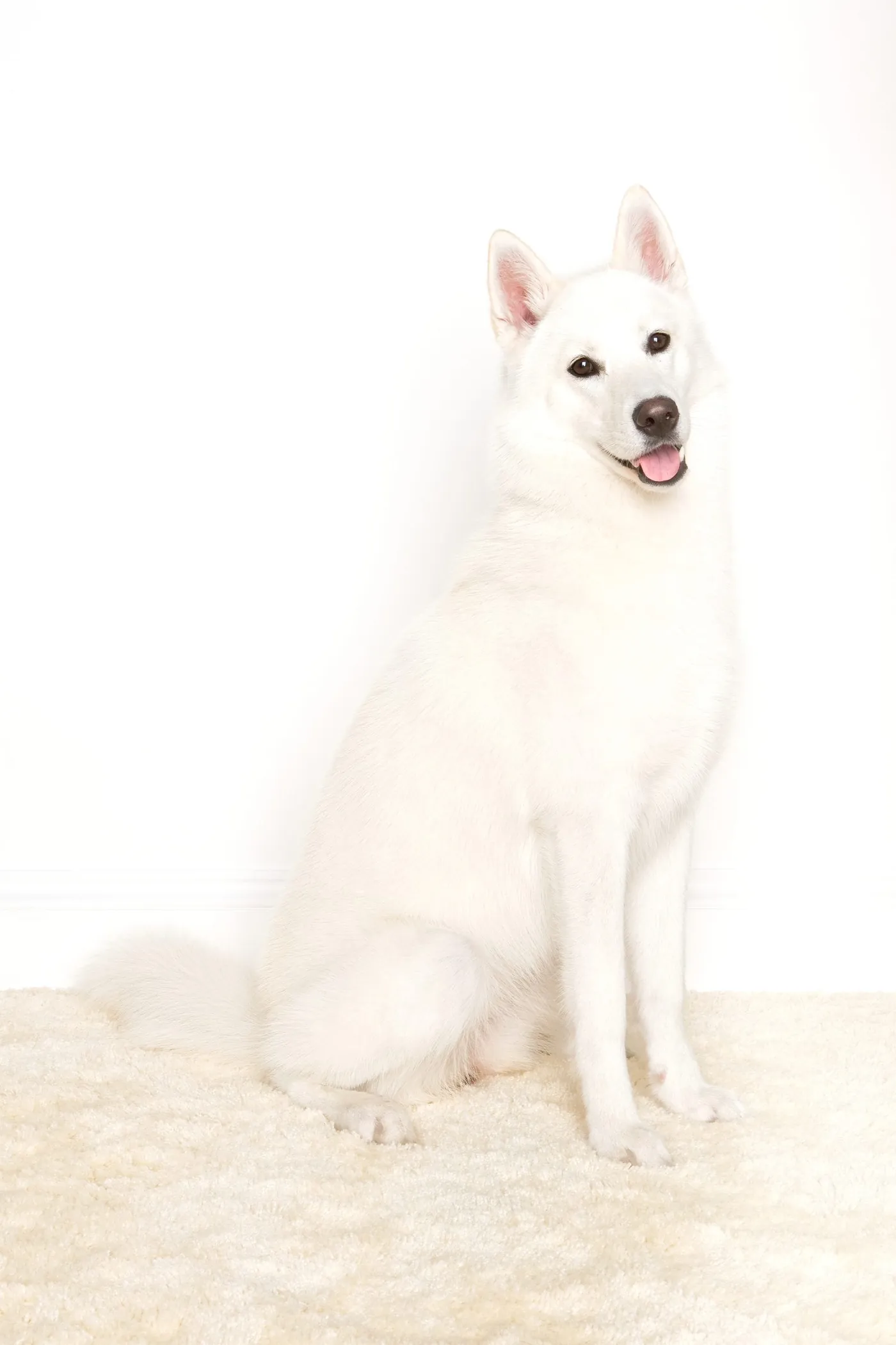 Siberian husky