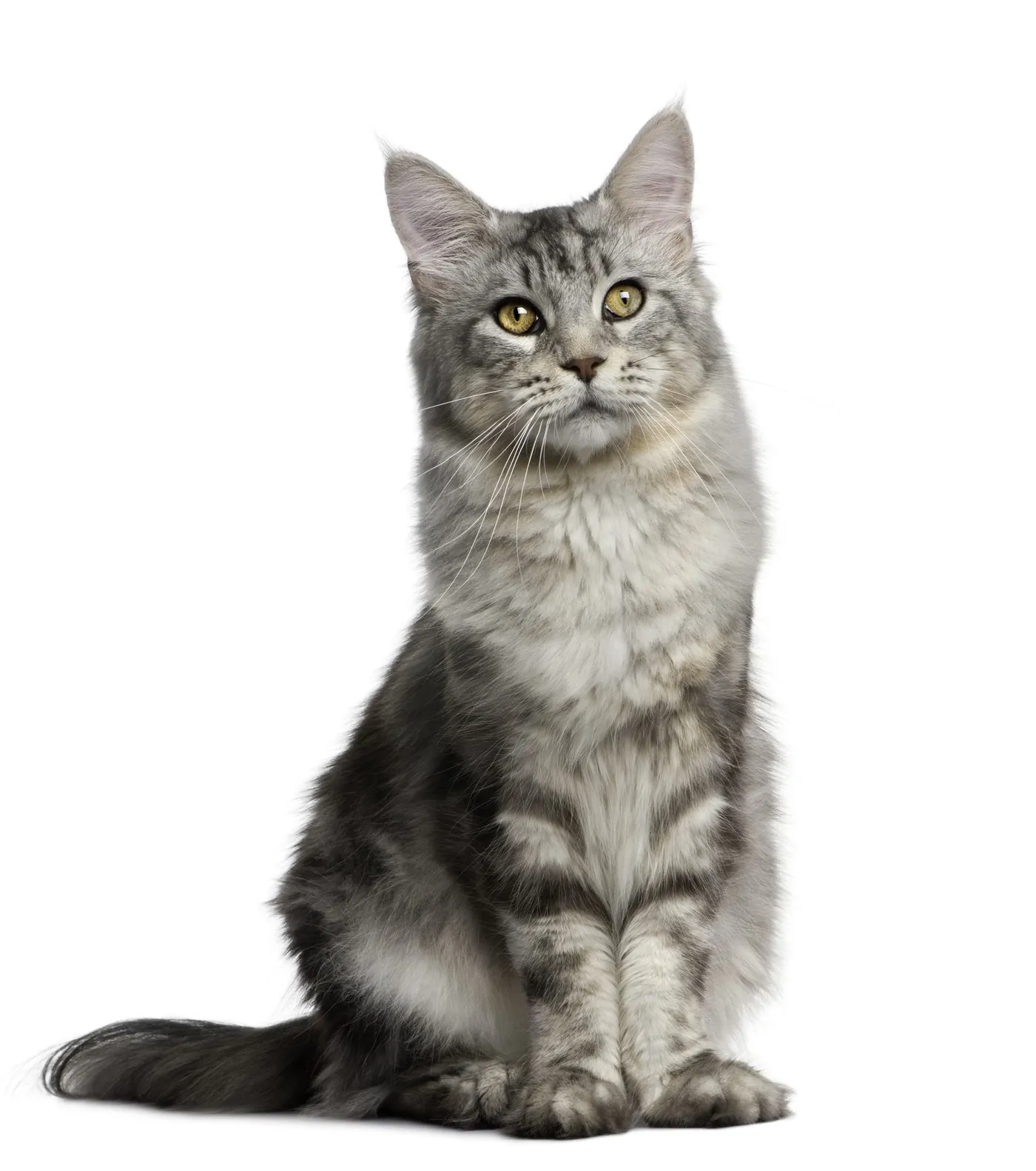 Gray cat