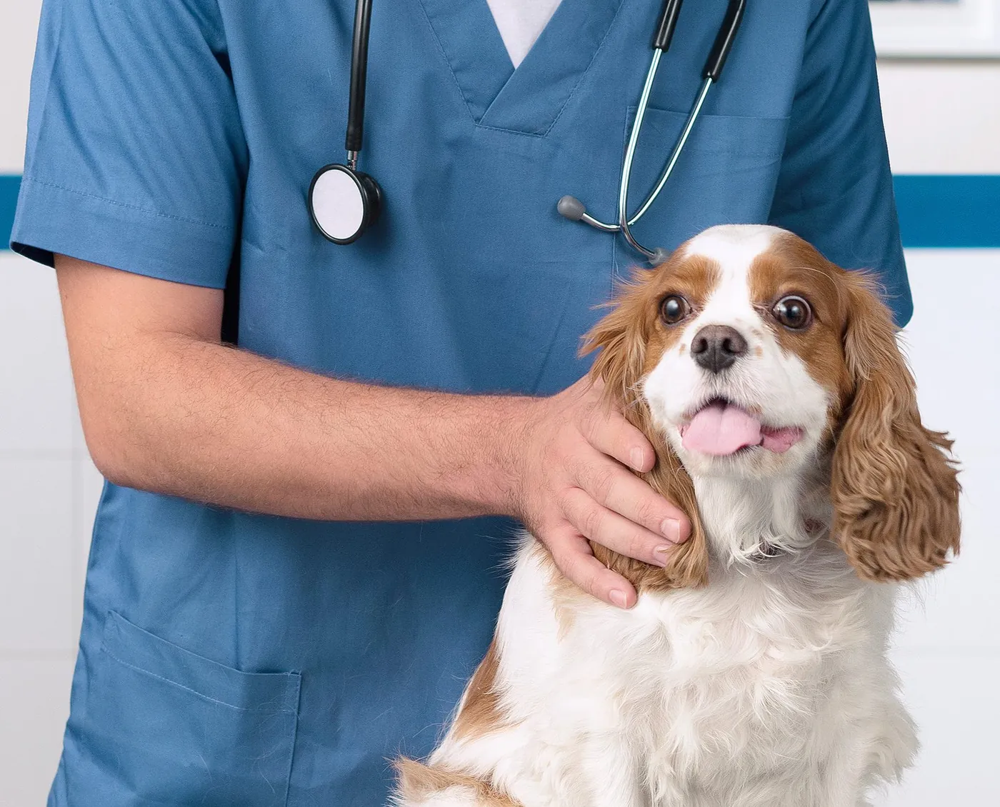 Veterinarian with dog