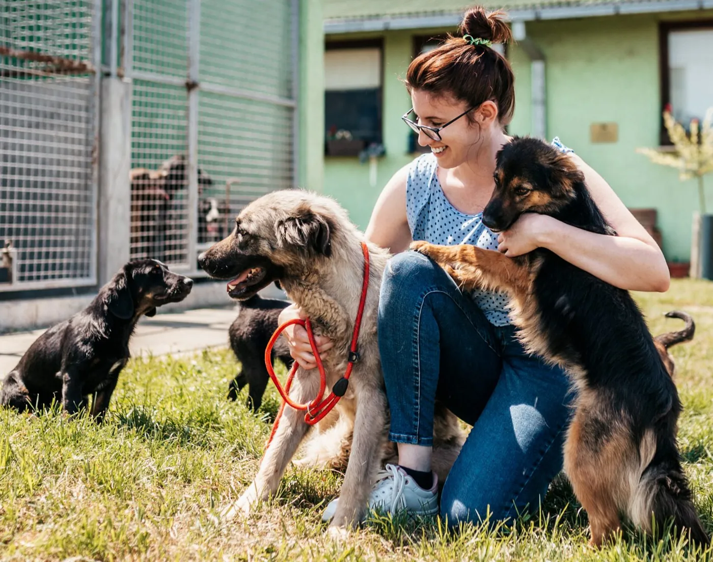Volunteer with dogs