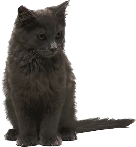 Gray kitten sitting