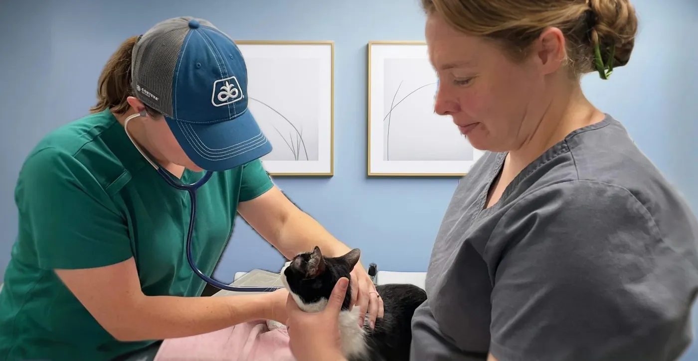 Veterinary team caring for a pet